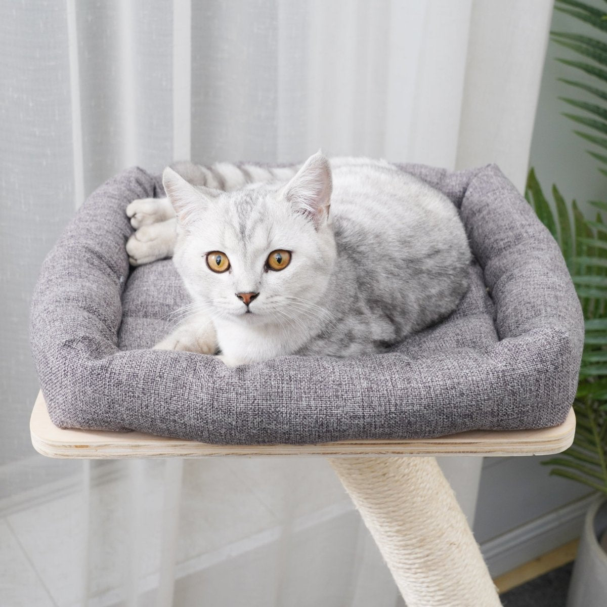 Apollo - Plywood Cat Tree - AGILE USA