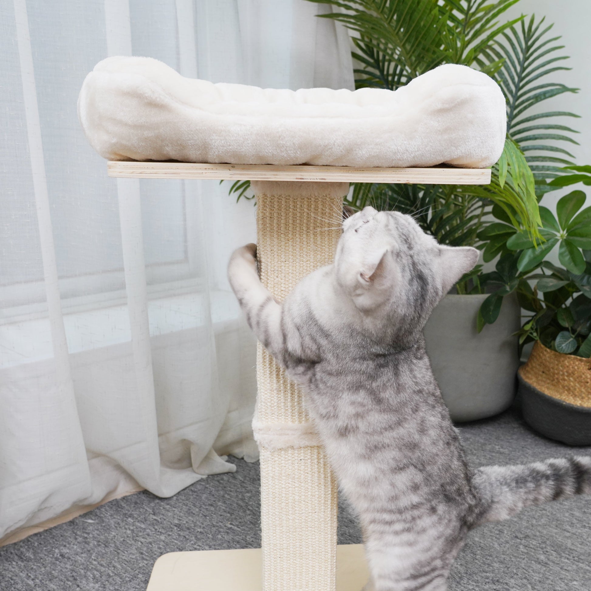 Jett - Plywood Cat Perch - AGILE USA